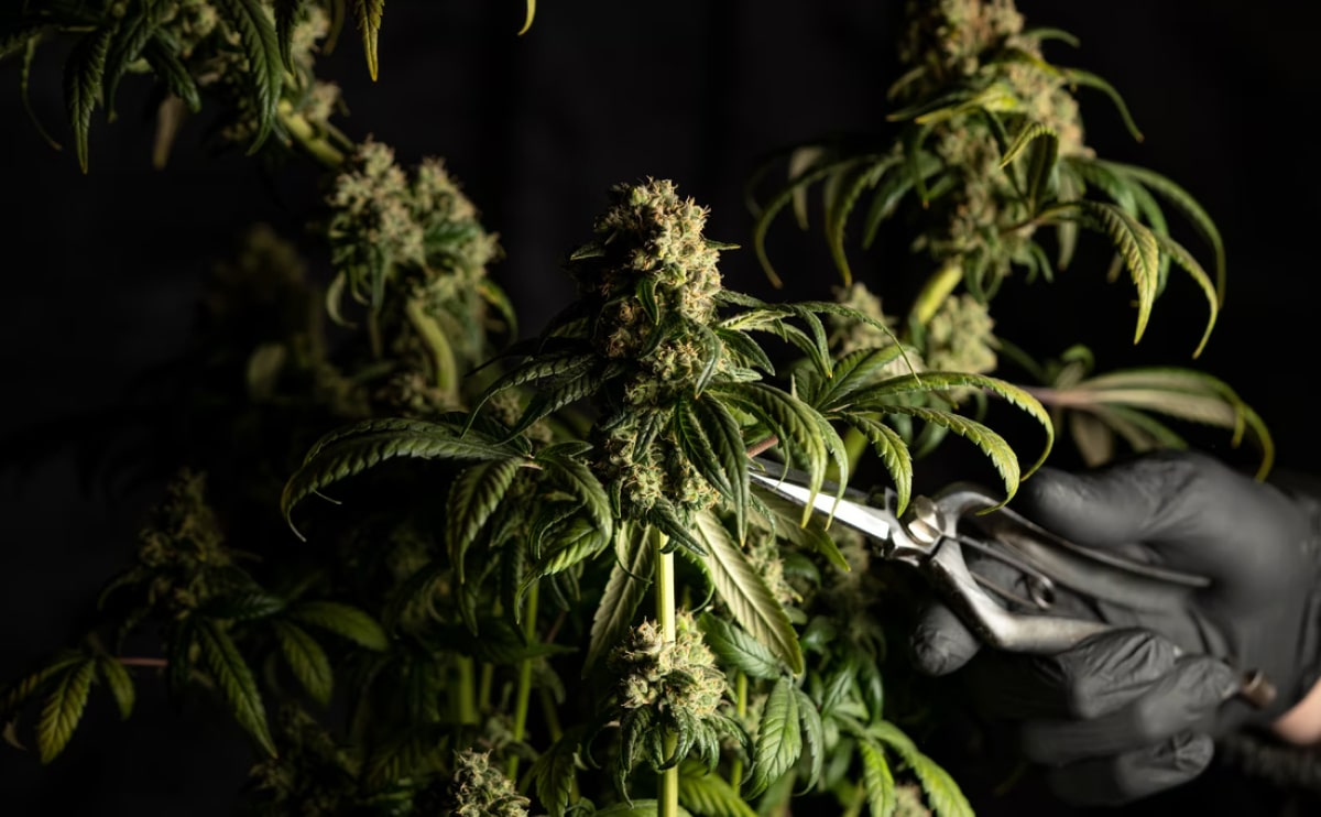 Buy medical marijuana online in UK
