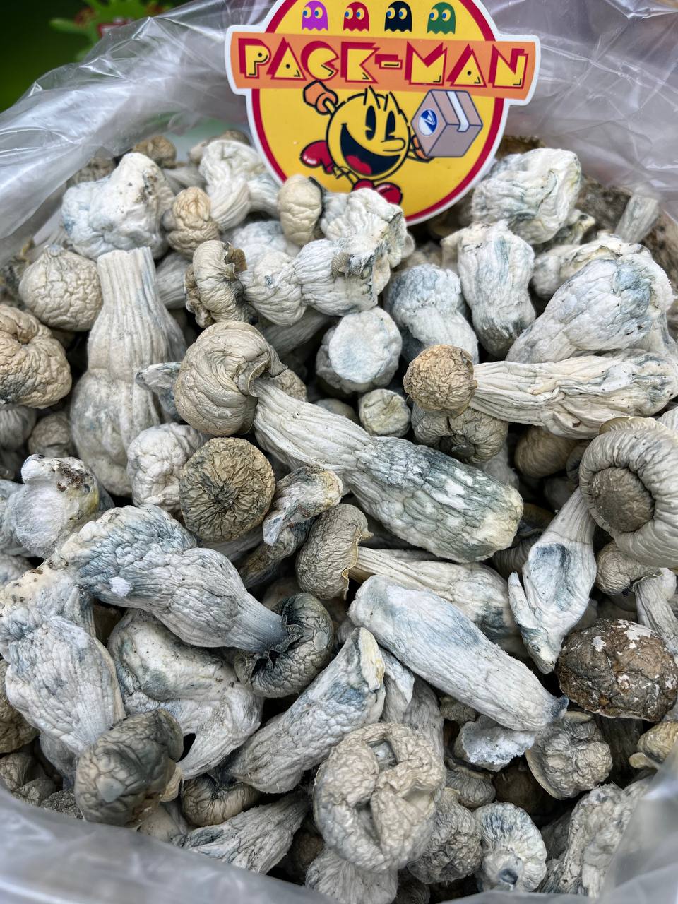 Albino Penis Envy Magic Mushrooms Buy Albino Penis Envy Magic Mushrooms Online