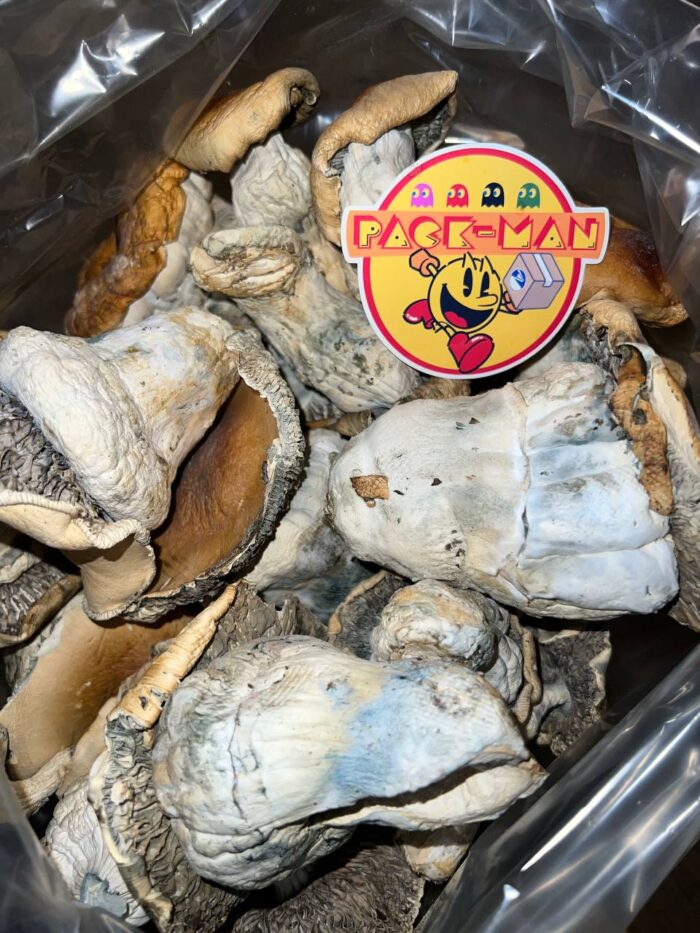 Hillbilly Cubensis Magic Mushrooms