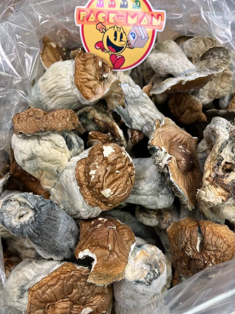 Mazatapec Magic Mushrooms Buy Mazatapec Magic Mushrooms Online