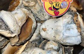 Hillbilly Cubensis Magic Mushrooms